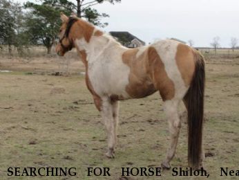 SEARCHING FOR HORSE Shiloh, Near Beaumont , TX, 00000
